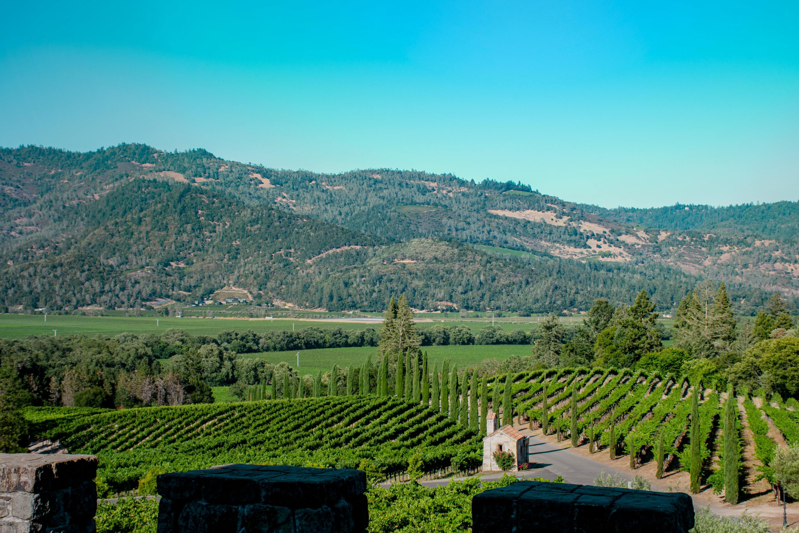 A bright vineyard landscape representing Napa Valley and New World wine regions